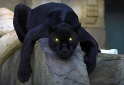 пантера, кошка, Чёрная, panther, глаза