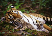 обои, Тигр, животные, тигрята