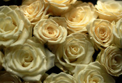 букет, цветы, Розы