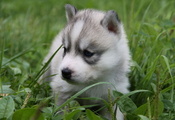 лайка, хаски, щенок, Маленький пес, голубые глаза, трава