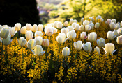 желтые, цветы, размытость, свет, солнце, блики, белые, тюльпаны, парк, Весн ...