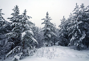 снег, лес, деревья, Зима