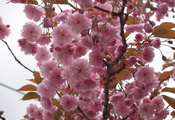 розовые, Сакура, лепестки, небо, весна, цветы, макро, ветви, нежность, дере ...