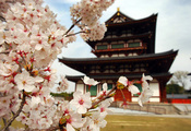 природа, Сакура, дом, япония, пагода, ветви, лепестки, цветы