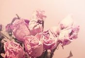 нежность, макро, Розы, розовые, засушенные, цвет, свет, цветы