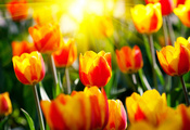 солнце, тюльпаны, фото, лучи, сад, Цветы, весна, весенние обои, светл, прир ...