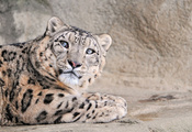 большая, snow leopard, кошка, Снежный леопард