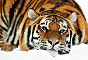 зима, лежит, снег, Тигр