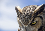 сова, Great horned owl, хмурая