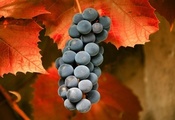 Виноград, осень, листья, макро