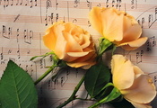 Цветы, розы, листья, ноты