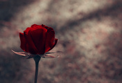 стебель, бутон, flowers, цветок, Цветы, лепестки, роза стебель, бутон, flowers, цветок, Цветы, лепестки, роза