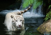 white tiger, Тигр, белый тигр, tiger, кошка