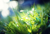 green, свет, фон, лучи, макро, растения, зелень, трава, Фото
