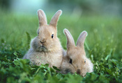 Кролики, поляна, трава