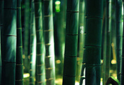 green colour, Лес, иероглифы, by burningmonk, 1920x1200, бамбук