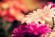 бутоны, макро, стебли, гербера, flowers, Цветы, фокус бутоны, макро, стебли, гербера, flowers, Цветы, фокус