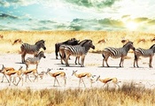 антилопы, зебры, небо, африка, Савана, буйволы