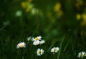 Поляна, природа, ромашки, трава, лето, цветение, цветы Поляна, природа, ромашки, трава, лето, цветение, цветы