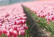 тюльпан, tulips, Тюльпаны, плантация, цветы, бутоны, весна