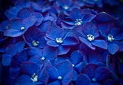 синий, Цветы, много, макро, лепестки