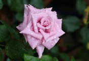 лепестки, цветок, бутон, вода, капли, rose, роса, Роза лепестки, цветок, бутон, вода, капли, rose, роса, Роза