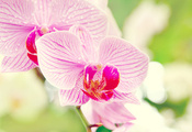 orchid, phalaenopsis, фаленопсис, макро, цветок, Орхидея