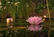 Природа, кувшинка, розовый, цветок, водная лилия
