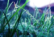 растения, капли, макро, Трава, зелень, дождь, роса