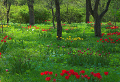 стволы, сад, деревья, природа, Тюльпаны, весна