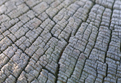 Текстуры, древесина, дерево, макро, пень, текстура