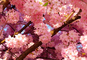 Вишня, дерево, весна, цветение, лепестки, небо