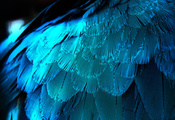 синяя, перья, крыло, Перо, макро