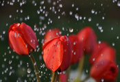 бутоны, Тюльпаны, вода, дождь, цветы, капли, красные