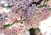 Сакура, макро, ветка, дерево, весна, цветение, цветы