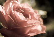 Цветы, лепестки, роза, бутон, flowers, макро Цветы, лепестки, роза, бутон, flowers, макро