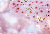 цветы, Сакура, лепестки, весна, цветение, вишня, sakura
