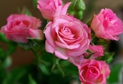 flower, beautiful nature wallpapers, розы, розовые, Rose, цветы, pink