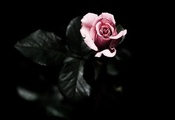 розовая, Роза, листья, темный фон