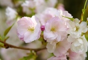 цветы, розовые, лепестки, Сакура, макро, ветка