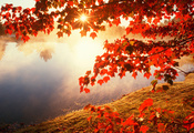 Осень, листья, солнце