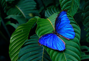 зелёные, листья, бабочка, Фон, крылья, голубая