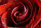 scarlet, Hd wallpapers, flower, red, rose, beautiful nature wallpapers, роз ...