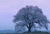 сакура, evening, sakura, япония, Japan, spring, cherry blossoms сакура, evening, sakura, япония, Japan, spring, cherry blossoms