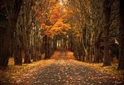 Природа, листва, дорога, осень