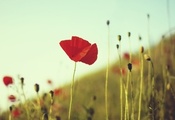 растения, красный, Мак, трава, цветок, поле, стебли растения, красный, Мак, трава, цветок, поле, стебли