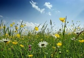 весна, ромашки, зелень, цветы, Поляна, небо, трава