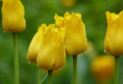 фокус, цветы, Тюльпаны, бутоны, весна, желтый, капли