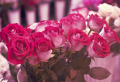 Розы, цветы, подарок