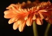 flowers, лепестки, Цветы, бутон, стебель, цветок, гербера flowers, лепестки, Цветы, бутон, стебель, цветок, гербера